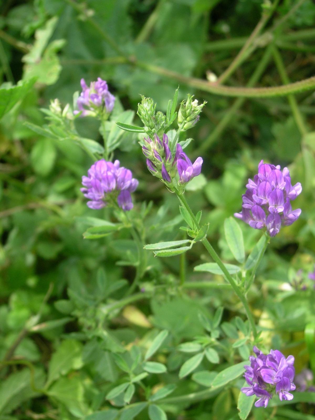 Medicago sativa Bio Scène org